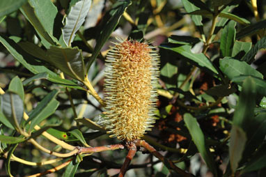 APII jpeg image of Banksia paludosa subsp. paludosa  © contact APII