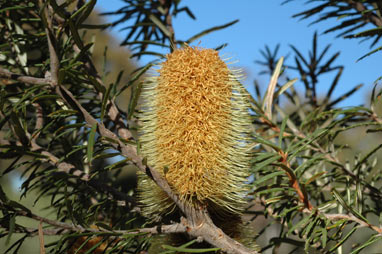 APII jpeg image of Banksia marginata  © contact APII