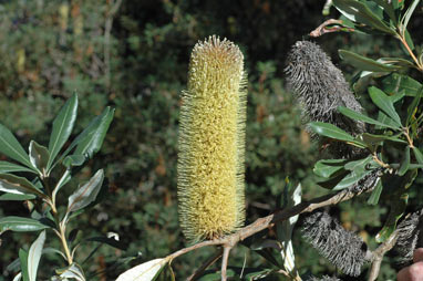 APII jpeg image of Banksia conferta  © contact APII
