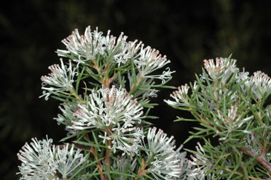 APII jpeg image of Hakea lissocarpha  © contact APII