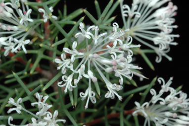 APII jpeg image of Hakea lissocarpha  © contact APII