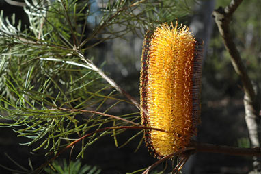 APII jpeg image of Banksia spinulosa var. spinulosa  © contact APII