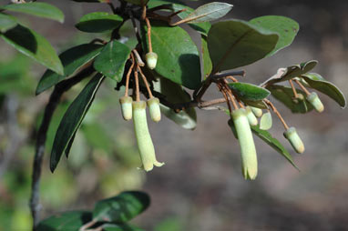 APII jpeg image of Correa lawrenceana var. glandulifera  © contact APII