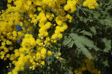 APII jpeg image of Acacia silvestris  © contact APII