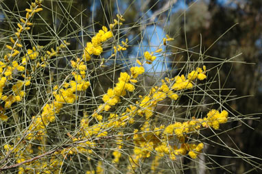 APII jpeg image of Acacia curranii  © contact APII