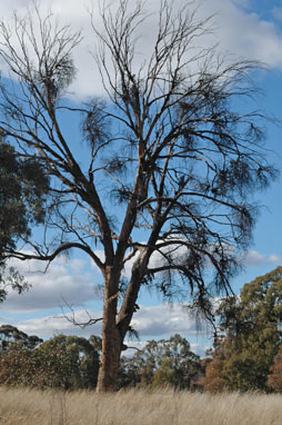 APII jpeg image of Eucalyptus melliodora  © contact APII