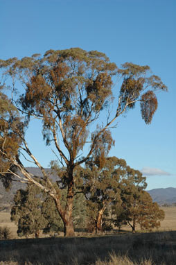 APII jpeg image of Eucalyptus melliodora  © contact APII