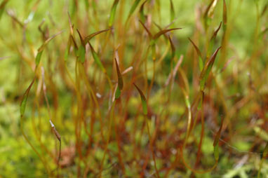 APII jpeg image of Syntrichia antarctica  © contact APII