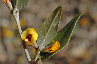 APII jpeg image of Mirbelia platylobioides  © contact APII