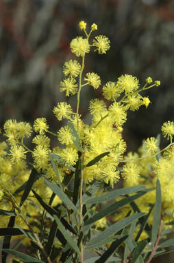 APII jpeg image of Acacia fimbriata  © contact APII