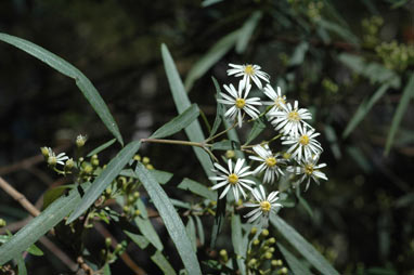 APII jpeg image of Olearia viscidula  © contact APII