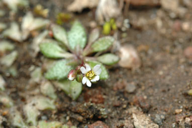 APII jpeg image of Erophila verna subsp. verna  © contact APII