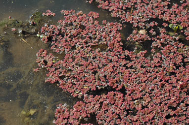 APII jpeg image of Azolla rubra  © contact APII