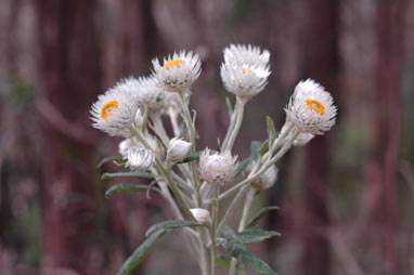 APII jpeg image of Coronidium elatum subsp. elatum  © contact APII