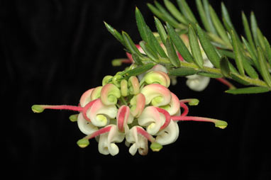 APII jpeg image of Grevillea 'Hills Jubilee'  © contact APII