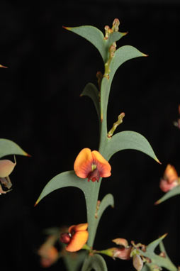 APII jpeg image of Daviesia dilatata  © contact APII