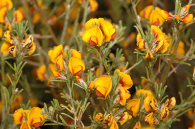 APII jpeg image of Pultenaea microphylla  © contact APII