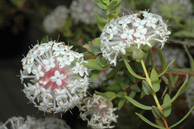 APII jpeg image of Pimelea avonensis  © contact APII