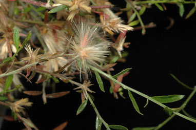 APII jpeg image of Ptilotus symonii  © contact APII