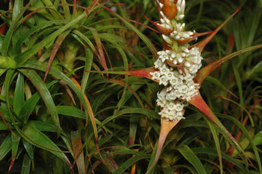 APII jpeg image of Dracophyllum oceanicum  © contact APII