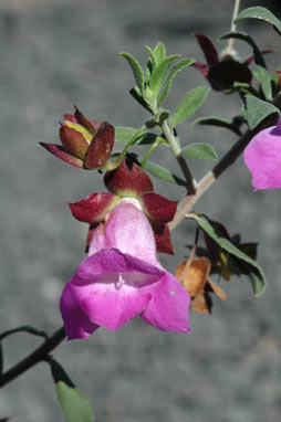 APII jpeg image of Eremophila 'Pink Perfection'  © contact APII