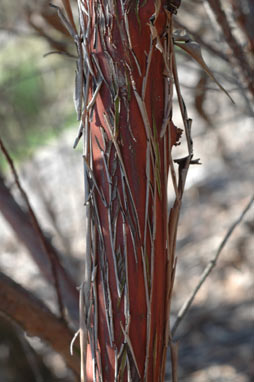 APII jpeg image of Eucalyptus websteriana  © contact APII