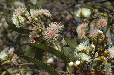 APII jpeg image of Eucalyptus incrassata  © contact APII