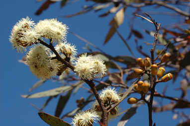 APII jpeg image of Eucalyptus scyphocalyx subsp. scyphocalyx  © contact APII