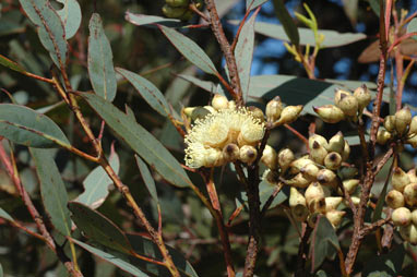 APII jpeg image of Eucalyptus semiglobosa  © contact APII