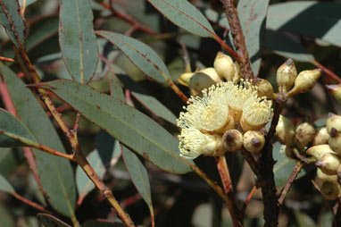 APII jpeg image of Eucalyptus semiglobosa  © contact APII
