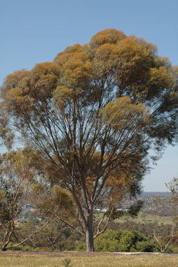 APII jpeg image of Eucalyptus spathulata subsp. spathulata  © contact APII