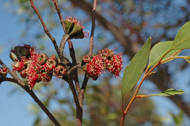 APII jpeg image of Eucalyptus nutans  © contact APII