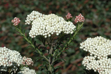 APII jpeg image of Ozothamnus diosmifolius 'Radiance'  © contact APII