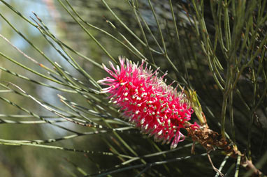 APII jpeg image of Grevillea petrophiloides subsp. remota  © contact APII