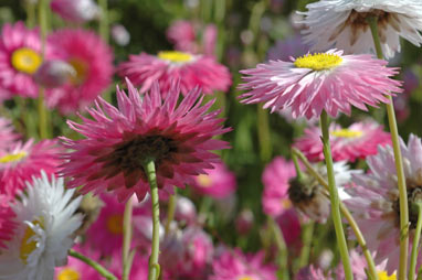 APII jpeg image of Rhodanthe chlorocephala subsp. rosea  © contact APII