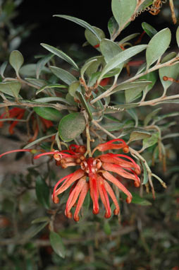 APII jpeg image of Grevillea brevifolia  © contact APII