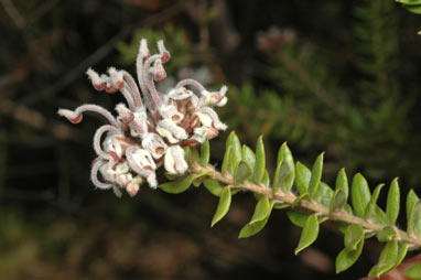 APII jpeg image of Grevillea buxifolia subsp. buxifolia  © contact APII