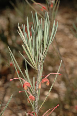 APII jpeg image of Grevillea haplantha subsp. haplantha  © contact APII