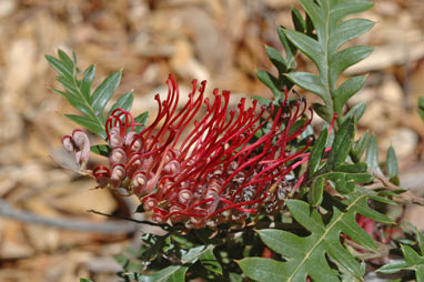 APII jpeg image of Grevillea 'Boongala Spinebill'  © contact APII