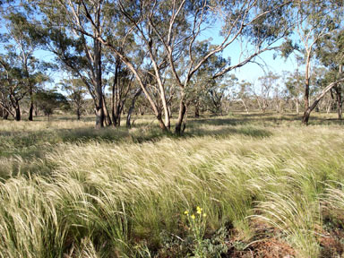 APII jpeg image of Eucalyptus populnea  © contact APII