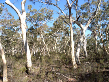 APII jpeg image of Eucalyptus mannifera  © contact APII