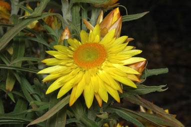 APII jpeg image of Xerochrysum bracteatum  © contact APII