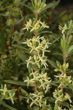 APII jpeg image of Pimelea cremnophila  © contact APII