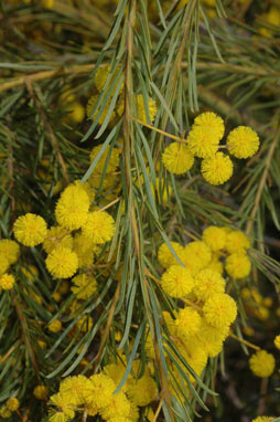 APII jpeg image of Acacia gittinsii  © contact APII