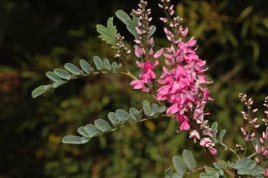 APII jpeg image of Indigofera australis  © contact APII