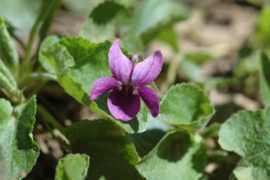 APII jpeg image of Viola odorata  © contact APII