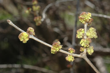 APII jpeg image of Fraxinus excelsior  © contact APII