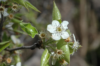 APII jpeg image of Prunus cerasus  © contact APII