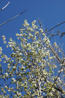 APII jpeg image of Prunus cerasus  © contact APII