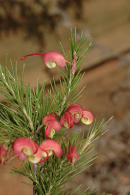 APII jpeg image of Grevillea rosmarinifolia subsp. glabella  © contact APII